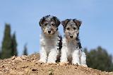 FOX TERRIER 241